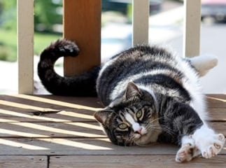 chat American shorthair